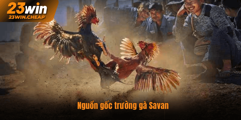 Nguồn gốc trường gà Savan